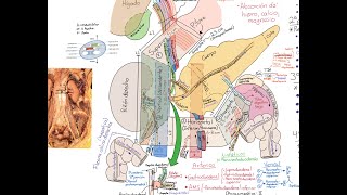 Anatomía duodeno [upl. by Udelle]