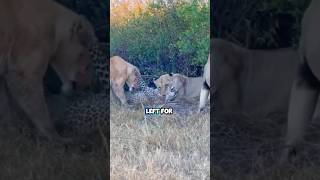 Leopard hunts inside lions [upl. by O'Connor]