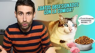 ¿Cómo calmo la ansiedad por la comida de mi gato con sobrepeso [upl. by Acey]