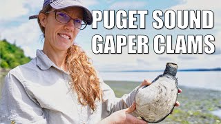 Puget Sound Gaper Horse Clams [upl. by Llerahs]