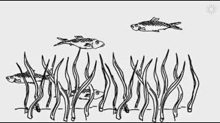 Demystifying ocean acidification and biodiversity impacts [upl. by Llekcm914]