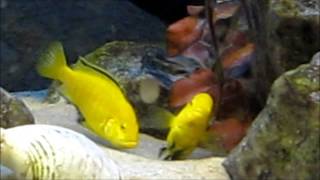 African cichlids mating ritual [upl. by Nareik437]