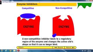 Enzymes Inhibitors [upl. by Fawna]