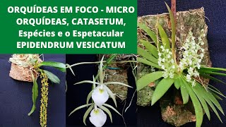 ORQUÍDEAS em foco  MICRO ORQUÍDEAS CATASETUM Espécies e o Espetacular EPIDENDRUM VESICATUM [upl. by Ennaed]