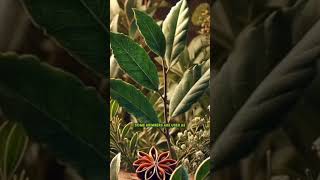 What are the key characteristics of plants in the Lauraceae Laurel Family [upl. by Attehcnoc655]