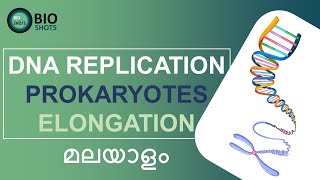 DNA REPLICATION IN PROKARYOTES  ELONGATION stage Detailed explanationMalayalam [upl. by Saree609]