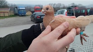 TARG BODZENTYN 10112024 gołębie kurykoguty kaczkiindyki Część 1 [upl. by Llenahs]