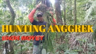 MENCARI ANGGREK EKOR MOYET [upl. by Dnomso]