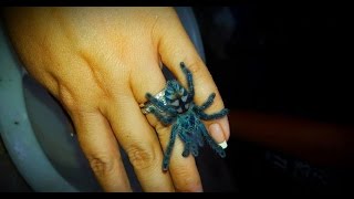 Sling Care Avicularia Caribena versicolor care by the Deadly Tarantula Girl [upl. by Idnek]