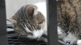 Britains true ruler Larry the Downing Street cat  AFP [upl. by Vescuso287]