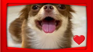 These Chihuahua Puppies Will Make You Smile Best Chihuahua Clips 2 [upl. by Eyde546]