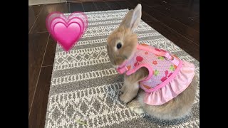 My sweet heart baby bunny Lele BunnySubscribe and Like ❤️this little boy [upl. by Hgielek]