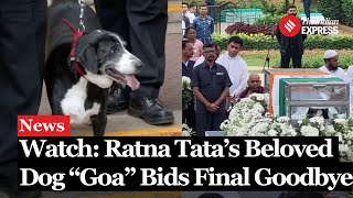 Ratan Tatas Loyal Dog Goa Spotted at His Final Farewell I Ratan Tata Dog  Ratan Tata Death [upl. by Yecnay]