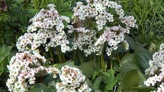 Bergenia Bressingham White [upl. by Byler]