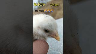 After 5 Months  Aseel Hen shorts before youtubeshorts viralvideo [upl. by Leavelle]