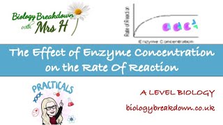 The effect of enzyme concentration on the rate of a reaction [upl. by Clarette]