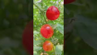 Highest Yield Tomato 🍅 trick 👇 viralvideo gardenning fyp viralshort gardening viral fypシ゚ [upl. by Kaliope]