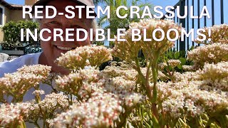 Flowering Redstem Crassula Crassula rubricaulis Stonecrop Succulent Care Propagating Cuttings [upl. by Kendrah]