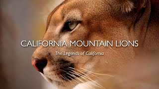 California Mountain Lions The Legends of California [upl. by Spiers286]