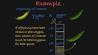 Genetic Mapping Threepoint Testcross and Double Crossover Interference  Genetics Ep 27 [upl. by Voltmer]