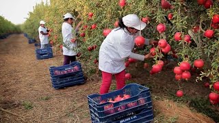 Harvest And Process Hundreds Of Tons Of Pomegranates  Modern Agricultural Technology [upl. by Celisse]