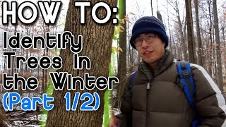 How to Identify Trees in the Winter Part 1 [upl. by Enellij]