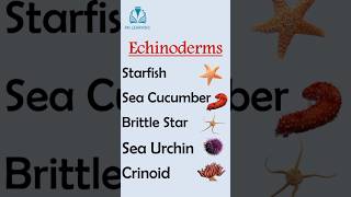 Echinoderms shorts youtubeshorts shortsfeed [upl. by Brechtel]