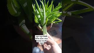 beutytips elovera green natural [upl. by Kerwin]