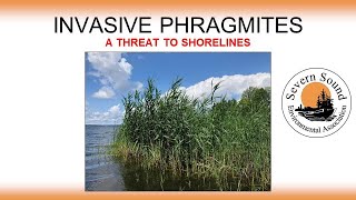 Invasive Species  Phragmites  A Threat to Shorelines [upl. by Short949]