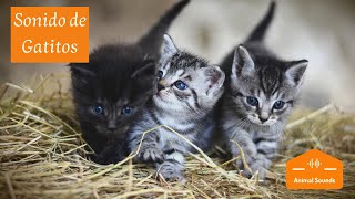 Sonidos de Gatitos Bebés Recién Nacidos Maullando 😸 Tiernos Llorando Llamando a su Mama 😸 [upl. by Verdi]