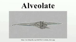 Alveolate [upl. by Hersch]