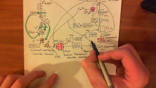 Cystic Fibrosis  CFTR Function Part 2 [upl. by Melar]