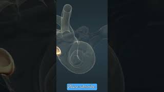 How are signals transferred from the human eartrending education 3danimation science shorts [upl. by Nolur]