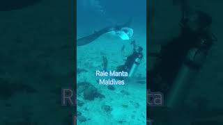 Raie Manta  Maldives  Canareef resort [upl. by Aninahs176]