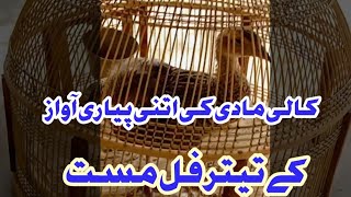 kali Madi Ki Awaz  Kale Teetar Ki Madi Amazing 2021  black francolin female voice [upl. by Indira]