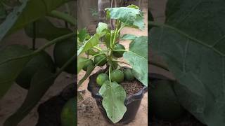 New technique of growing orange tree orange orangegrafting farming fruitfarming viral shorts [upl. by Nnaed]