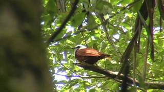 Threewattled Bellbird [upl. by Annawal]