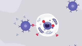 AdenovirusBased Vaccine for COVID19 [upl. by Bianca]