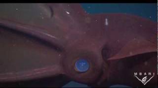 Vampyroteuthis infernalis  The Vampire Squid [upl. by Ebaj]