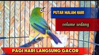 Pleci Gacor untuk Terapi Dan Masteran pleci bahan Terapi pleci malam hari Dan suara air [upl. by Eirrot]