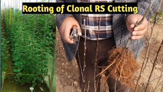 Rooting of Clonal Rootstock cutting  Earn Rs 5000 from 1 meter sq Area  Horticulture In Kashmir [upl. by Ethelda]