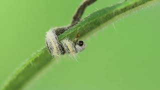 monarch caterpillar hatching [upl. by Drofdeb]