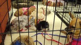 FOCHP Pet Adoption Event at Petco in Lake Forest [upl. by Raquela]