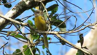 Pipiradataoca Eucometis penicillata vocalizando [upl. by Nylsaj]