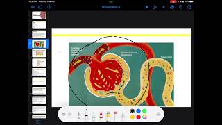 UE3 Physiologie Rénale بالعربية  2 La Filtration Glomérulaire Par TAGZOUT MAISSENE [upl. by Ande890]