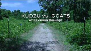 Kudzu No Problem Were bringing in the goats [upl. by Tarfe778]