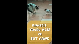 ANNESİZ YAVRU KEDİ VE SÜT ANNE ALIŞMA SÜRECİ [upl. by Brotherson]