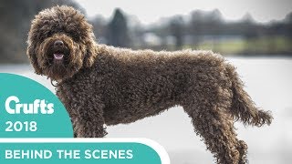 Meet the Barbet  Crufts newest dog  Crufts 2018 [upl. by Barkley]