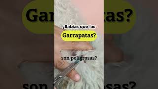 Peligro de las garrapatas perros peluqueriacanina garrapatas cuidadoconlasgarrapatas [upl. by Latty]