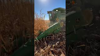 Harvesting Corn in South Dakota harvest [upl. by Resor]